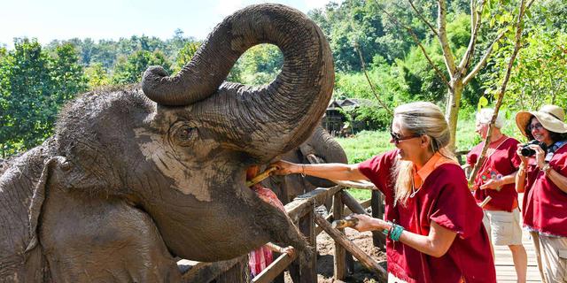 elephant valley tailandia-2.jpg